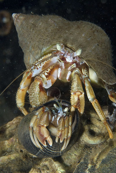 Paul Naylor: Great British Marine Animals 