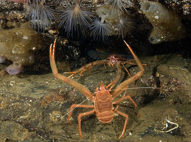 Paul Naylor: Great British Marine Animals 