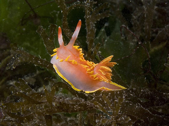 Paul Naylor: Great British Marine Animals 