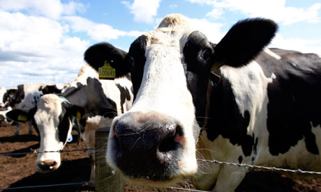 Easing of farming regulations could allow milk from TB-infected ...