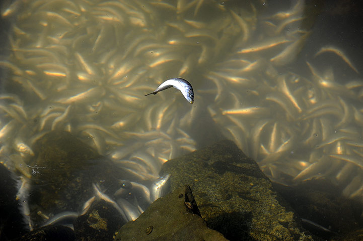 24 hours in pictures: Millions of sardines die in California