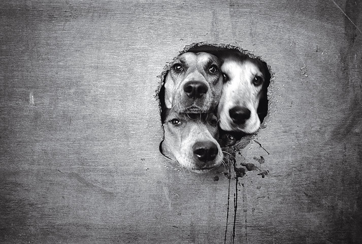 Disappearing Britain: Disappearing Britain: Fox hunters