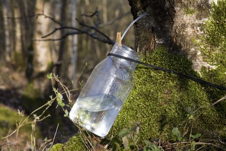 Birch Sap Wine