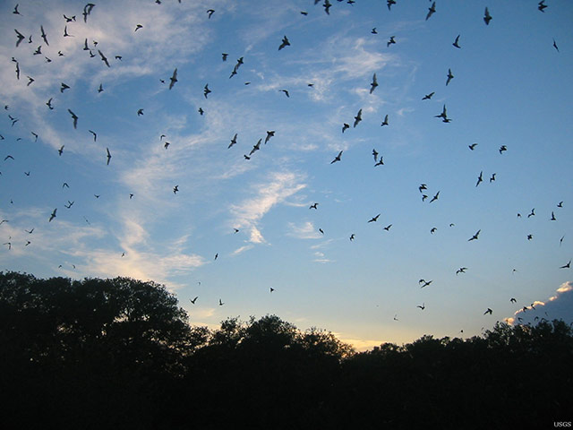 Week in wildlife: Bats Worth Billions to Agriculture: Pest-control Services at Risk