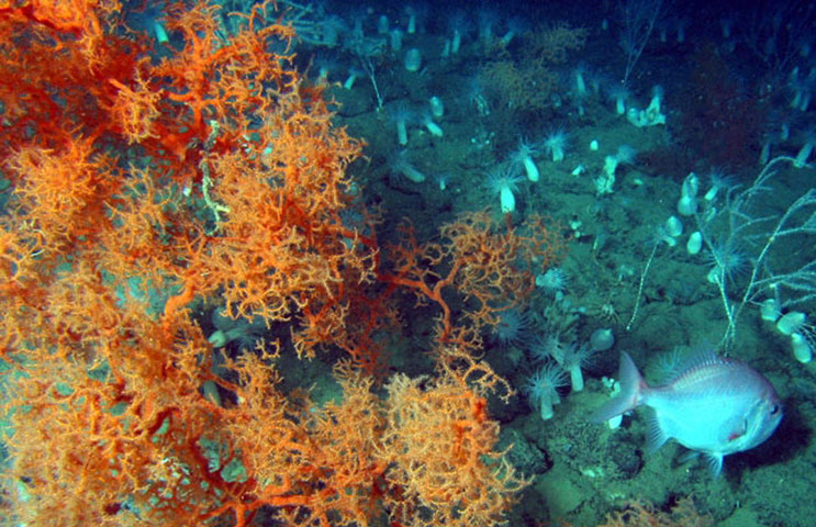 Week in wildlife: Deep-sea Black Corals call Gulf of Mexico Home