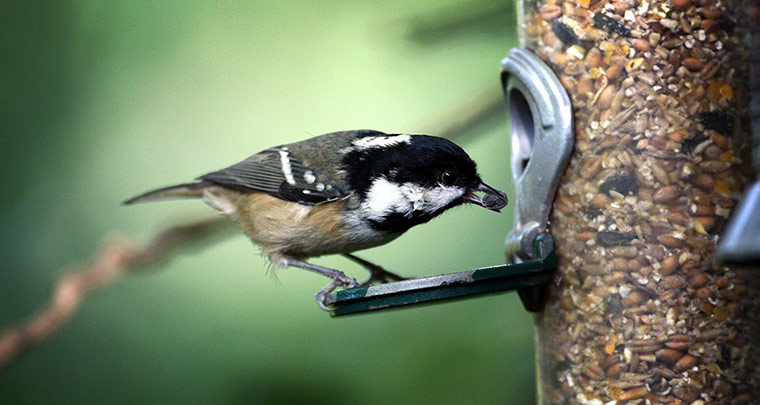 Week in wildlife: Small garden bird numbers rising