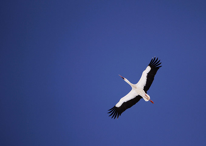 Week in wildlife: A white stork flies over the snow covered marsh Elnya
