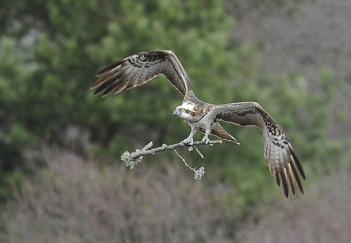 Week in wildlife: A female Osprey Lowes Wildlife Reserve, Perthshire, Scotland