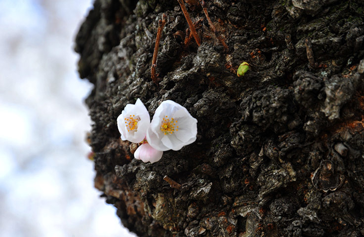 Week in wildlife: Cherry tree blossoms on the trunk 