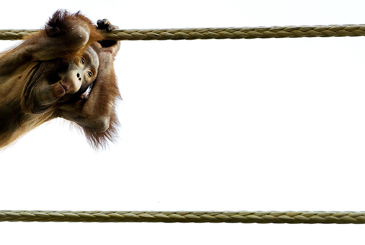 Week in wildlife: An orangutan is seen in the Ouwehands Zo