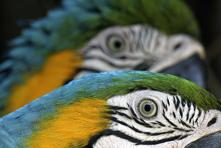 Week in wildlife: A close-up view shows the eyes of Blue-and-yellow Macaws, or Ara ararauna