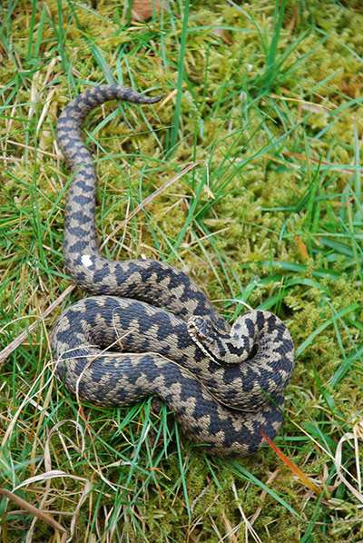 Week in wildlife: Adder