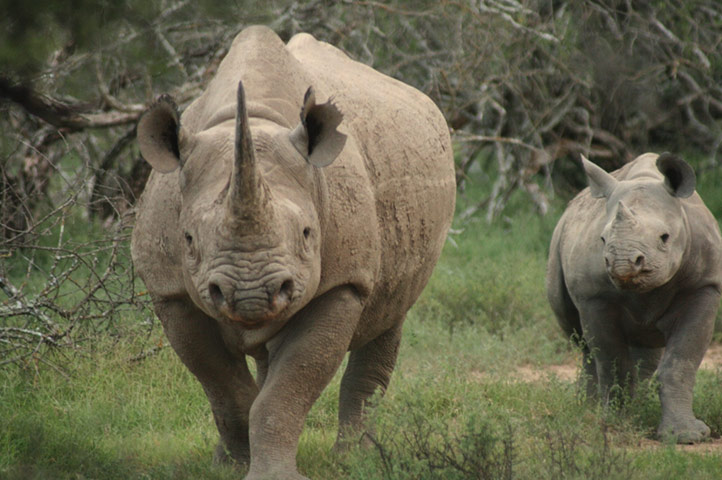 Week in wildlife: Black Rhinos 