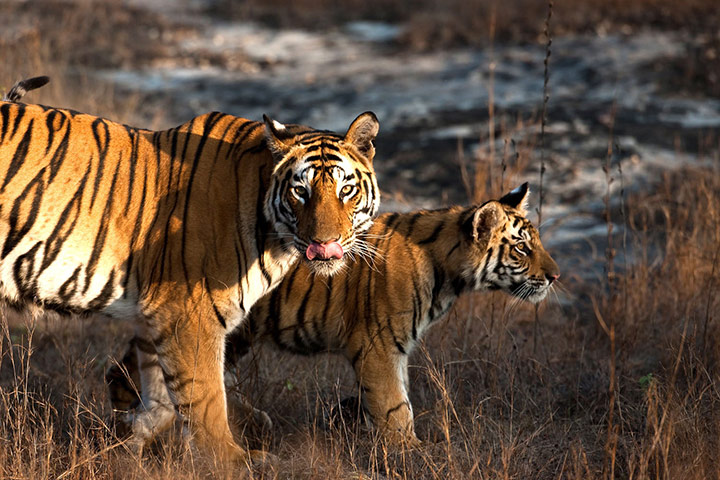 Week in wildlife: Bengal Tiger