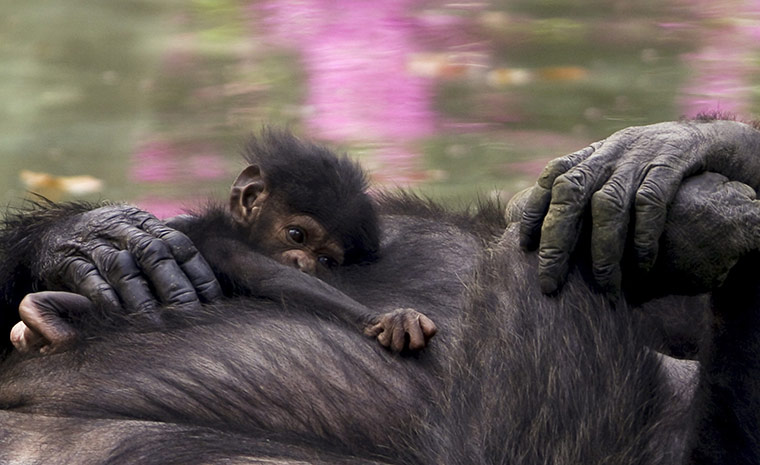 24 hours in pictures: A two week old newborn chimpanzee with her mother at Guadalajara Zoo