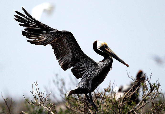 24 hours in pictures: A Brown Pelican spreads its wings at Cat Island in Barataria Bay, Louisiana