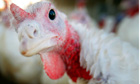 Turkey eggs make UK supermarket debut
