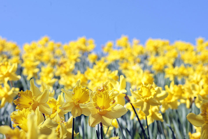 UK weather: Daffodils bloom in Princes Street Gardens, Edinburgh