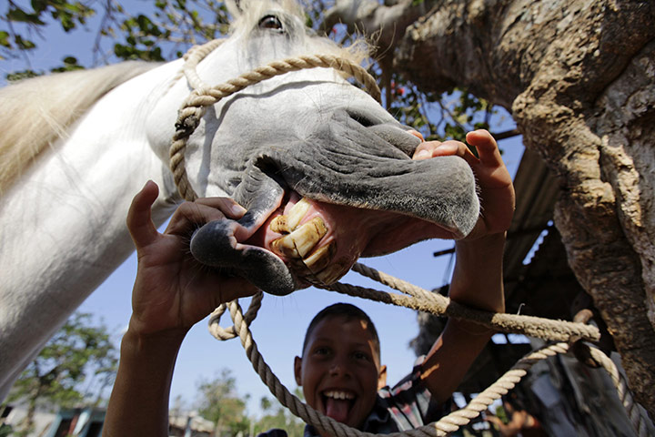 24 hours: Havana, Cuba: A boy displays a horse's teeth on a farm