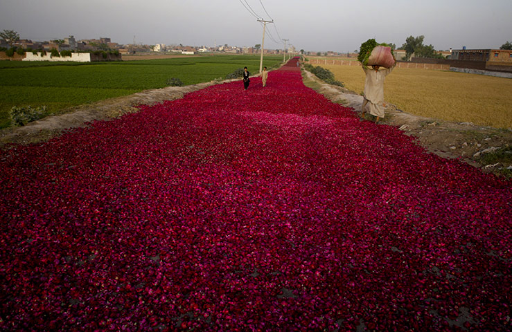 24 hours: Lahore, Pakistan: People walk on a street covered with rose petals