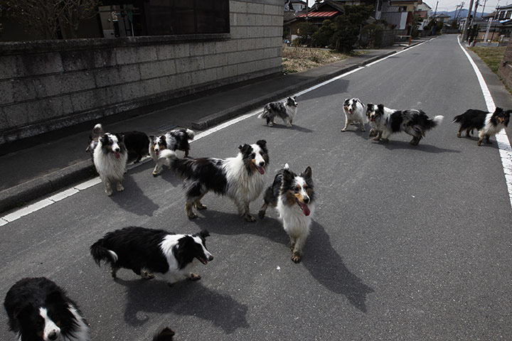 Fukushima disaster: 7 April: Dogs wander around a town of Minami Soma