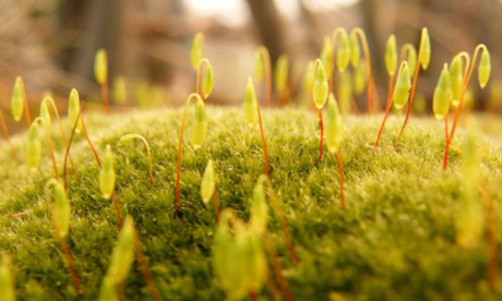 Moss by Malcolm Fraser of WildEdinburgh