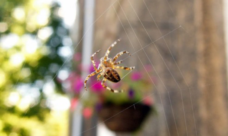 Spider by Malcolm Fraser of WildEdinburgh