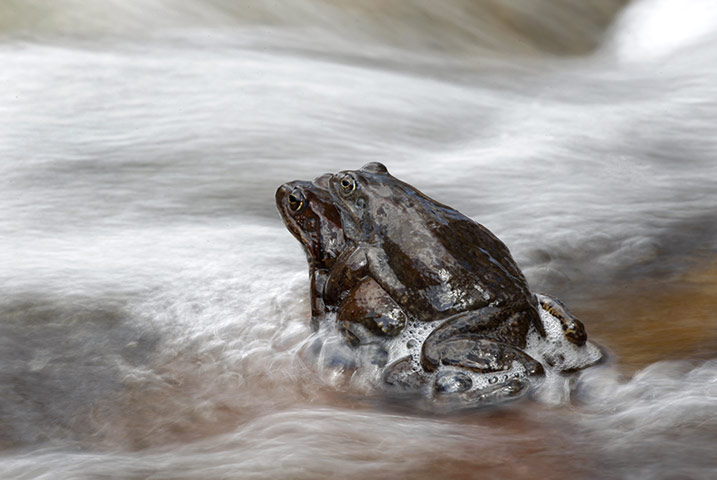 24 hours in pictures: A pair of frogs in Belarus