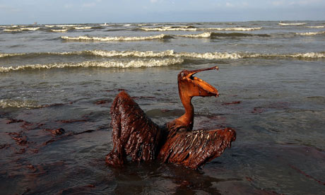 A brown pelican coated in heavy oil wallows in the Louisiana surf, June 2010.