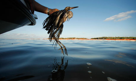 A bird covered with oil is rescued from the waters of Barataria Bay after the Deepwater oil spill