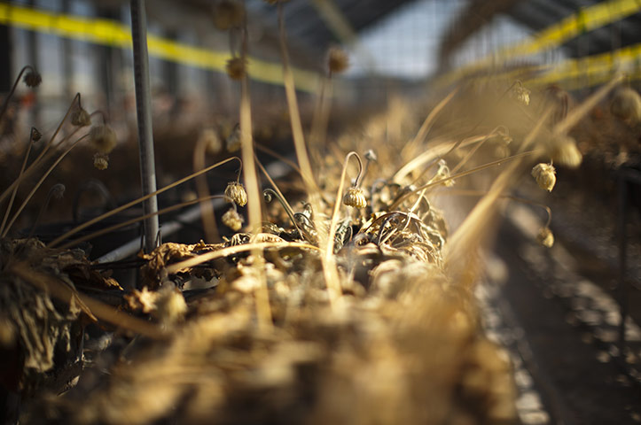 Fukushima exclusion zone: 12 April: Abandoned flowers wilt within the exclusion zone