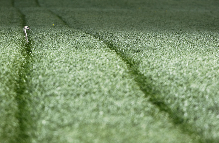 24 hours in pictures: A swan walks through a field in Germany