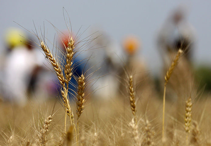 24 hours in pictures: Baisakhi festival celebrations  in Punjab