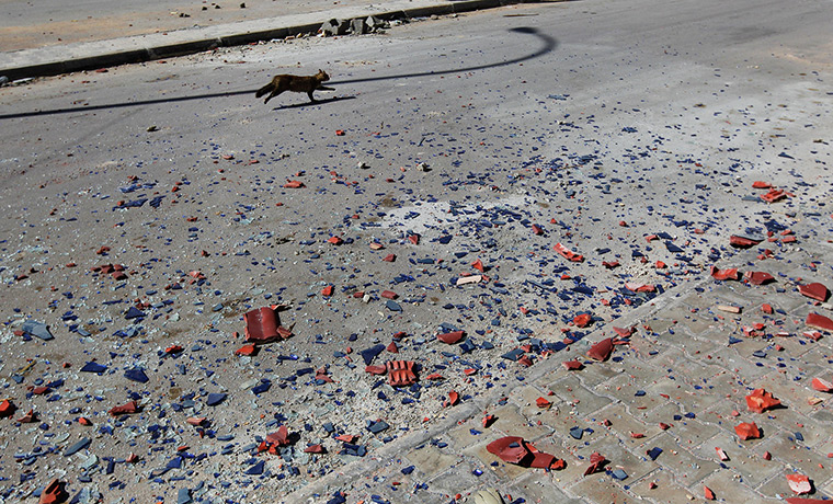 24 hours in pictures: A cat on the street in Ajdabiya, Libya
