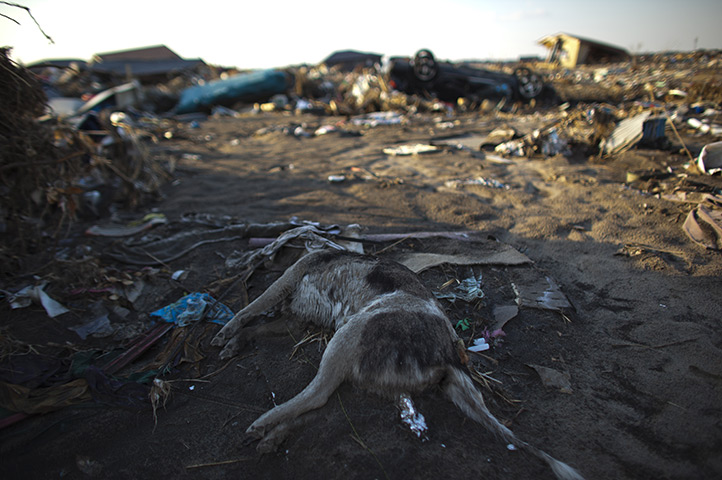 24 hours in pictures: inside the Fukushima Nuclear Power Plant exclusion zone