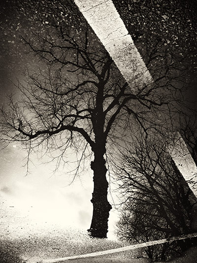 In Pictures: elements: reflection of a tree and sky in a puddle