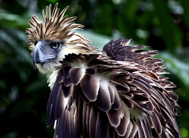 Week in Wildlife: A Philippine Eagle displaying its feathers