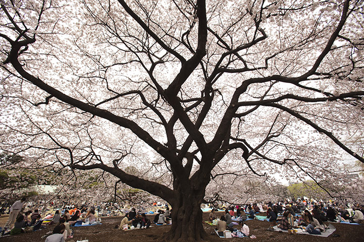 Week in Wildlife: Japan Moves Forward In Aftermath Of Earthquake Despite Nuclear Fears