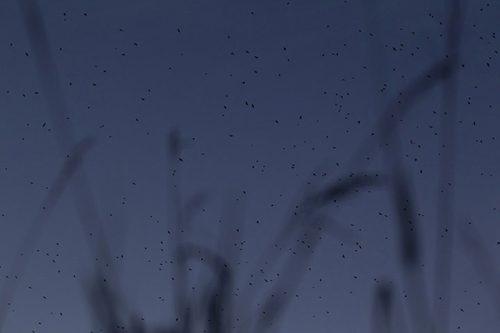 Week in Wildlife: Barn swallows prepare to roost at Mount Moreland, Durban