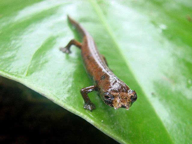 Week in Wildlife: An ET salamander 