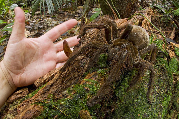 Week in Wildlife: A Goliath bird eating spider in Guyana