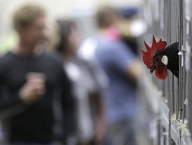 24 hours in pictures: Royal Easter Show  in Sydney, Australia