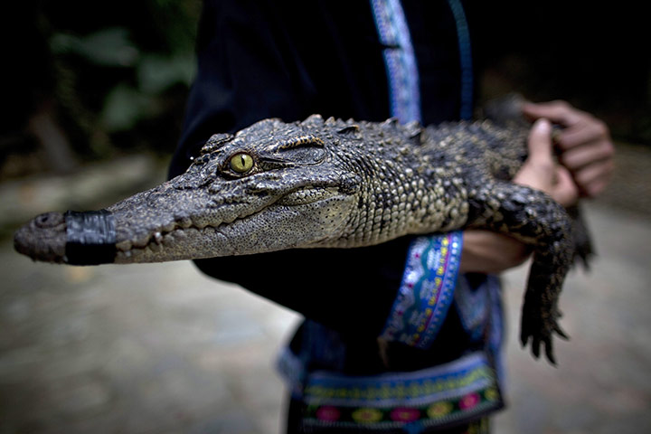 24 Hours in Pictures: A baby crocodile is held by staff waiting for tourists in Bing Lang Gu