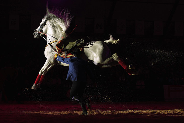24 hours: Coin, Spain: A horseman performs during the Sacab Andalusian Horse Show