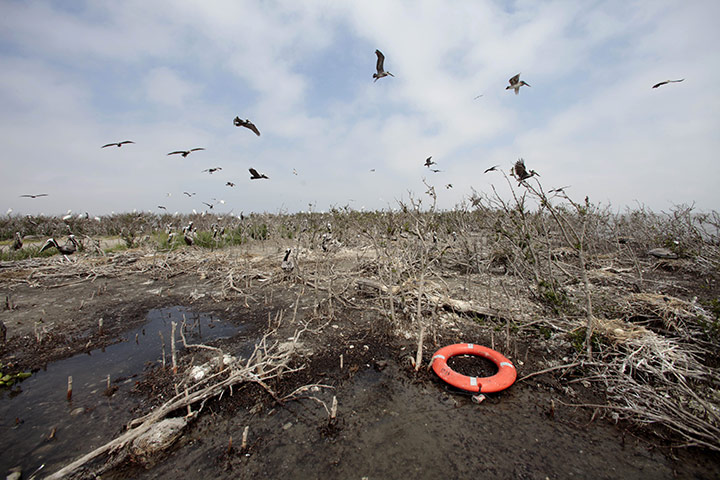 BP oil spill: Deepwater Horizon oil spill one year on