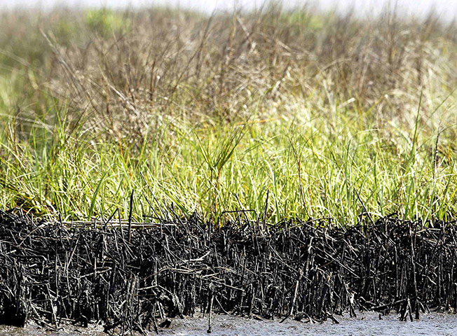 BP oil spill: Oiled and dead marsh grass on Barataria Bay near Myrtle Grove