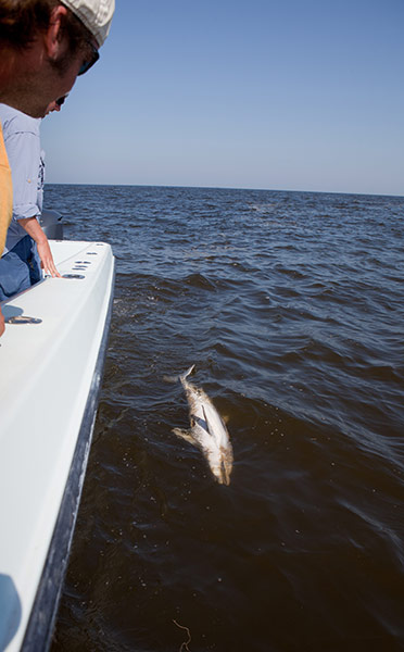 BP oil spill: USA - Environment - Dead Dolphins in the Gulf of Mexico