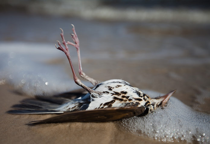 BP oil spill: USA - Gulf Coast - Dead Marine Life and Animals Found on Area Beaches