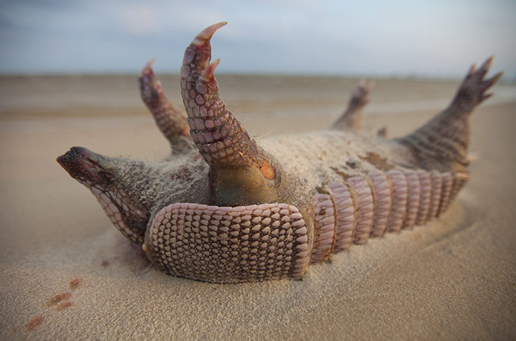 BP oil spill: USA - Gulf Coast - Dead Marine Life and Animals Found on Area Beaches