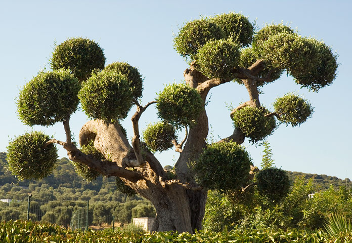 In pictures: cuts: olive tree in Puglia